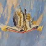 Pelican on Water